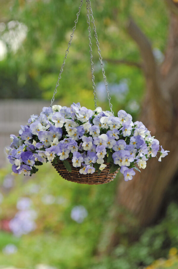 Pansy Trailing Winter Flowering Cool Wave Frost - Image 3