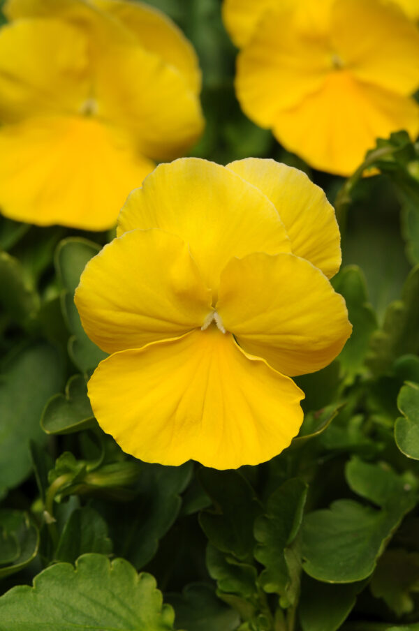 Pansy Trailing Winter Flowering Cool Wave Golden Yellow - Image 2