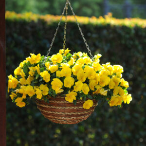 Pansy Trailing Winter Flowering Cool Wave Golden Yellow