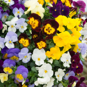 Pansy Cool Wave Mixed