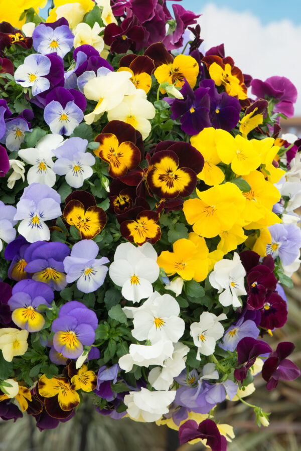 Pansy Cool Wave Mixed