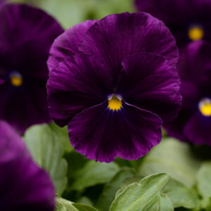 Pansy Trailing Winter Flowering Cool Wave Purple