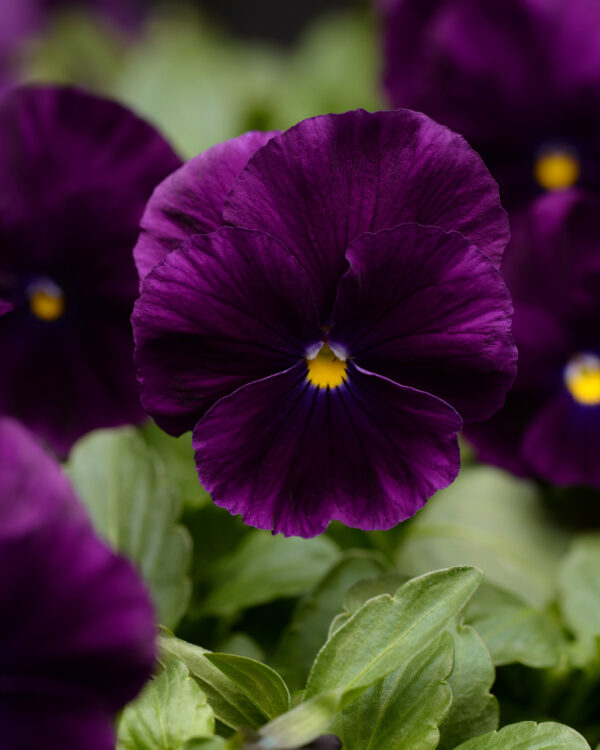 Pansy Trailing Winter Flowering Cool Wave Purple