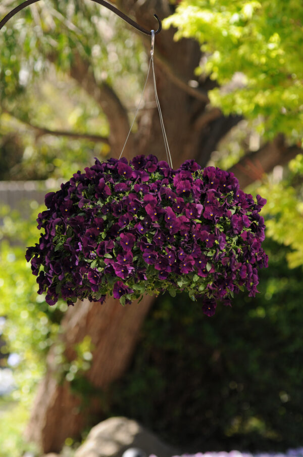 Pansy Trailing Winter Flowering Cool Wave Purple - Image 2