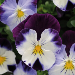 Pansy Cool Wave Violet
