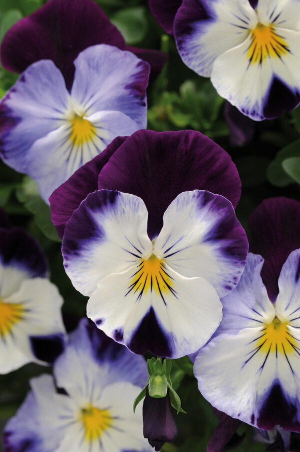 Pansy Cool Wave Violet