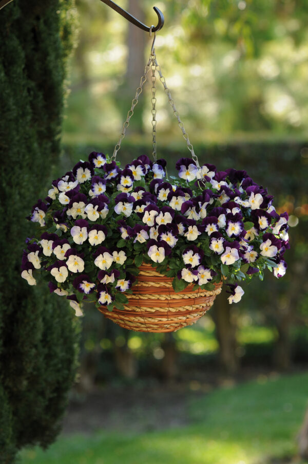 Pansy Cool Wave Violet - Image 2