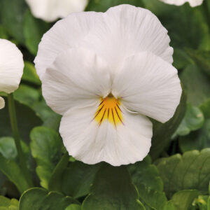 Pansy Cool Wave White