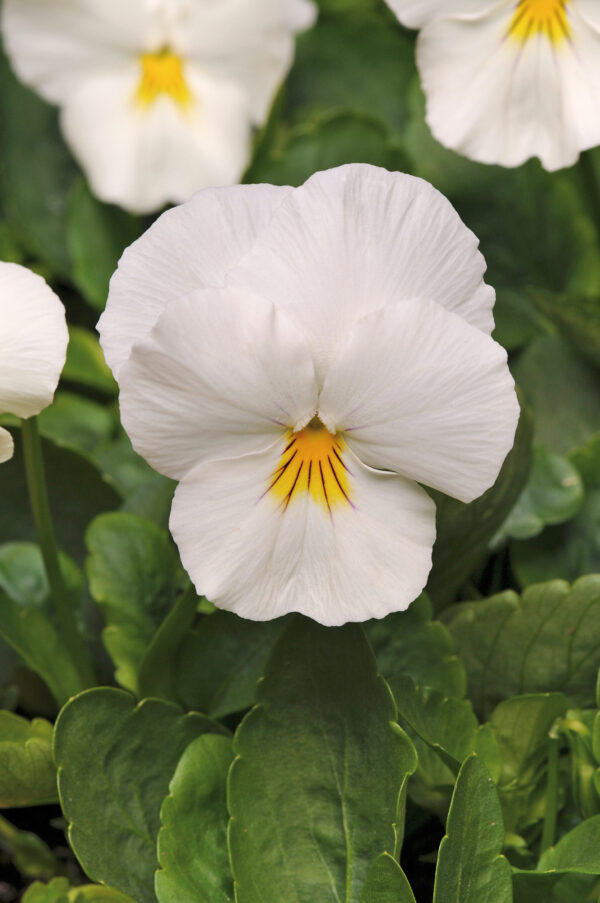 Pansy Cool Wave White