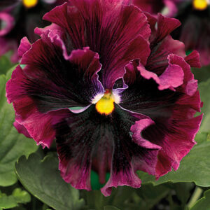 Pansy Winter Flowering Frizzle Sizzle F1 Burgundy