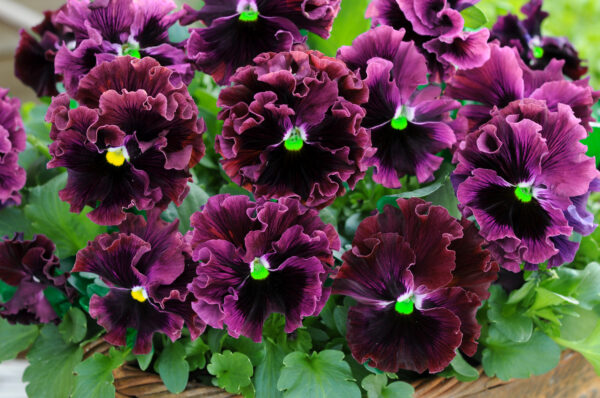 Pansy Winter Flowering Frizzle Sizzle F1 Burgundy - Image 2
