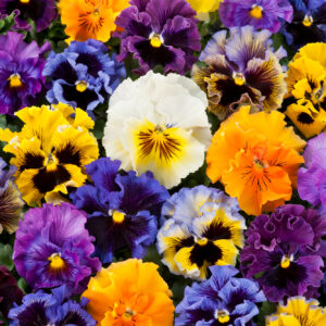 Pansy Winter Flowering Frizzle Sizzle F1 Mixed