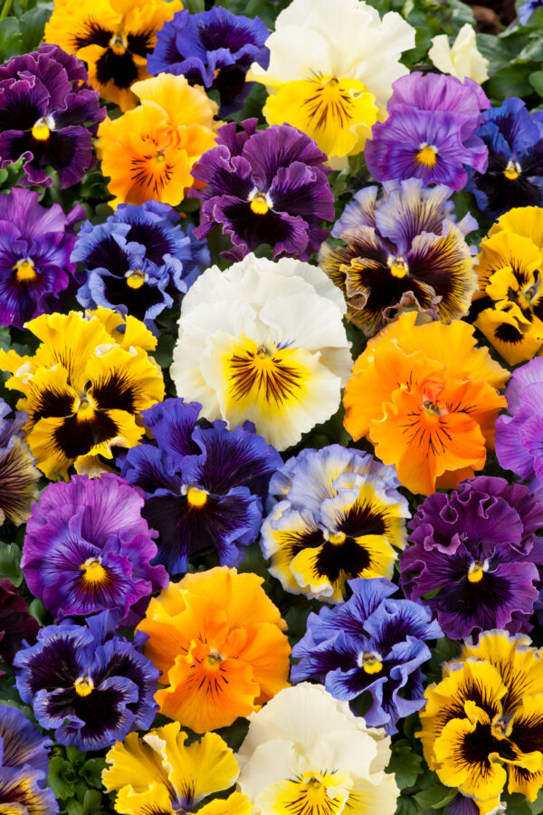 Pansy Winter Flowering Frizzle Sizzle F1 Mixed