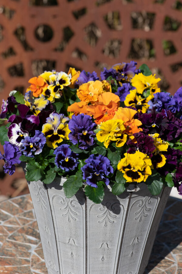 Pansy Winter Flowering Frizzle Sizzle F1 Mixed - Image 2