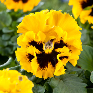 Pansy Winter Flowering Frizzle Sizzle F1 Yellow