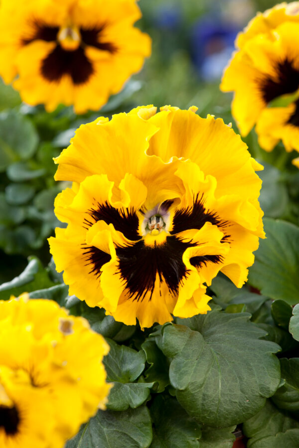 Pansy Winter Flowering Frizzle Sizzle F1 Yellow