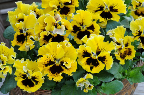 Pansy Winter Flowering Frizzle Sizzle F1 Yellow - Image 2