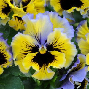 Pansy Winter Flowering Frizzle Sizzle F1 Yellow Blue Swirl