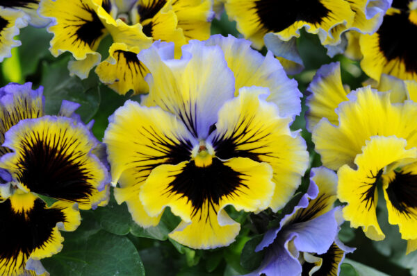 Pansy Winter Flowering Frizzle Sizzle F1 Yellow Blue Swirl