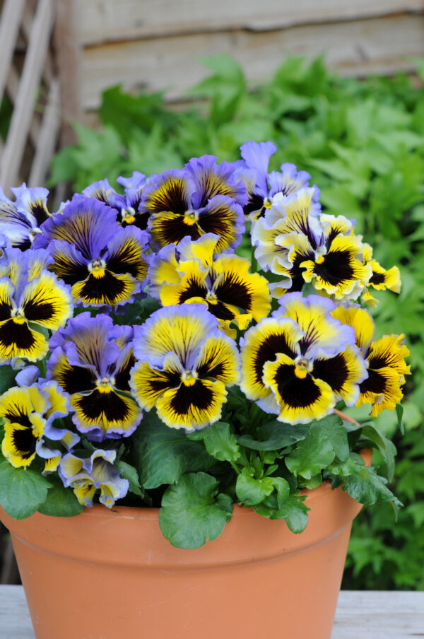 Pansy Winter Flowering Frizzle Sizzle F1 Yellow Blue Swirl - Image 2