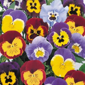 Pansy Winter Hardy Jolly Joker F2 Mixed