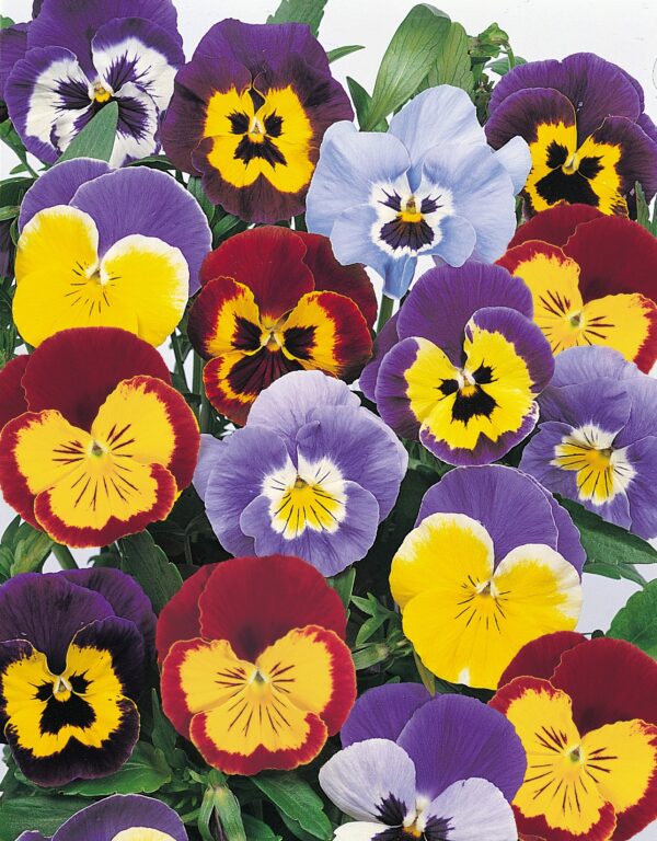 Pansy Winter Hardy Jolly Joker F2 Mixed