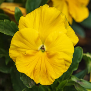 Pansy Swiss Giant Coronation Gold Yellow