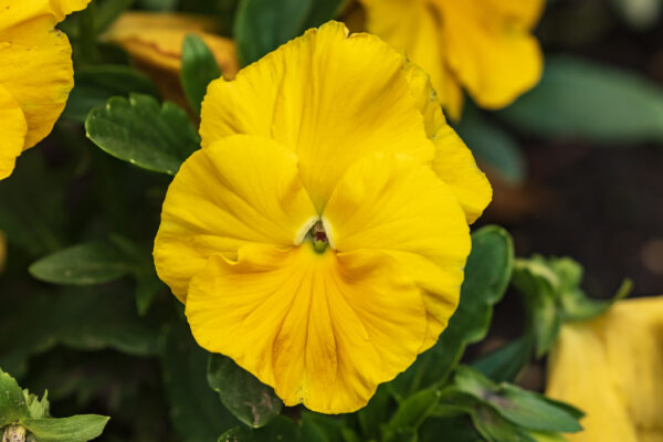 Pansy Swiss Giant Coronation Gold Yellow