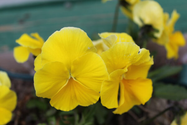 Pansy Swiss Giant Coronation Gold Yellow - Image 2
