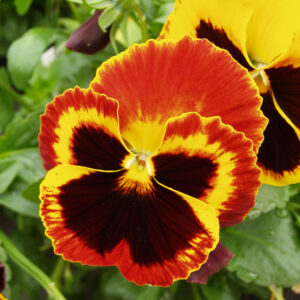 Pansy Swiss Giant Flame