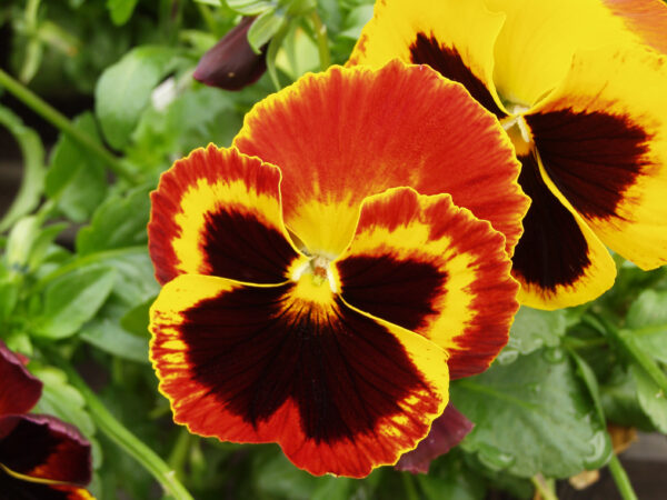 Pansy Swiss Giant Flame