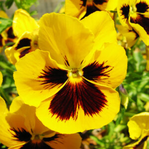 Pansy Swiss Giant Rhinegold Yellow Blotch
