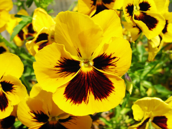 Pansy Swiss Giant Rhinegold Yellow Blotch