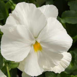 Pansy Swiss Giant White Lady Pure White