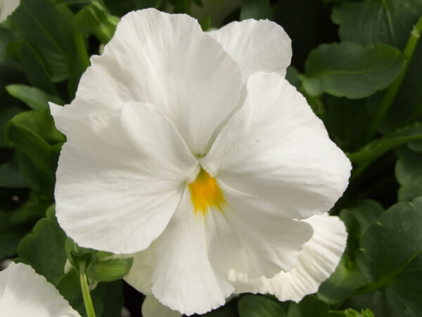 Pansy Swiss Giant White Lady Pure White