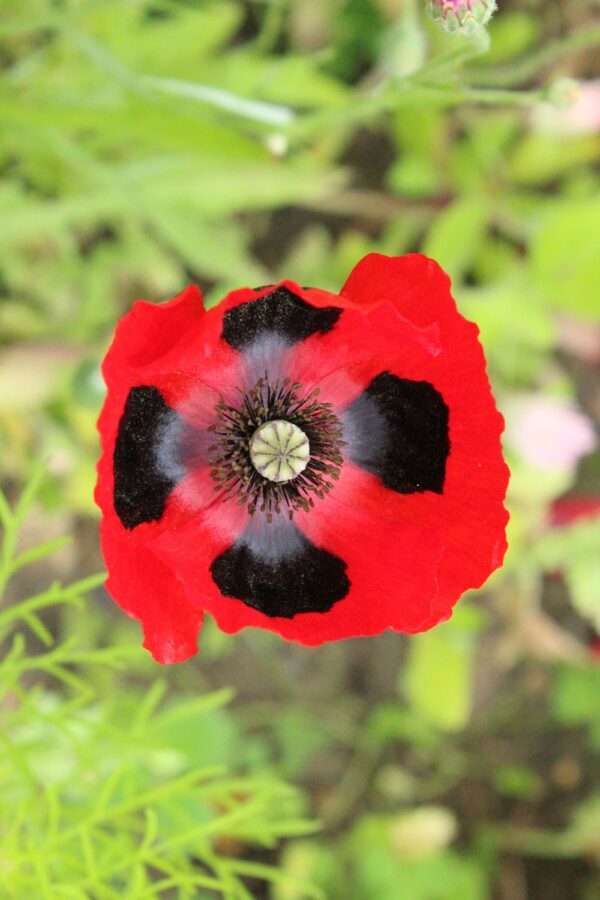 Papaver Commutatum Poppy Ladybird - Image 2