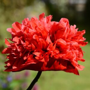 Poppy Somniferum Scarlet Red Peony