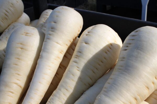 Parsnip Palace F1
