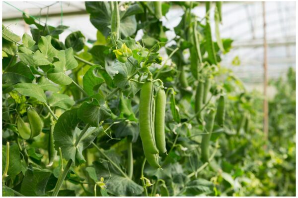 Pea Alderman Main Crop Tall - Image 2