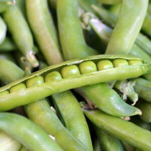 Pea Alderman Main Crop Tall