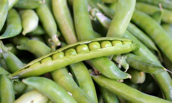 Pea Alderman Main Crop Tall