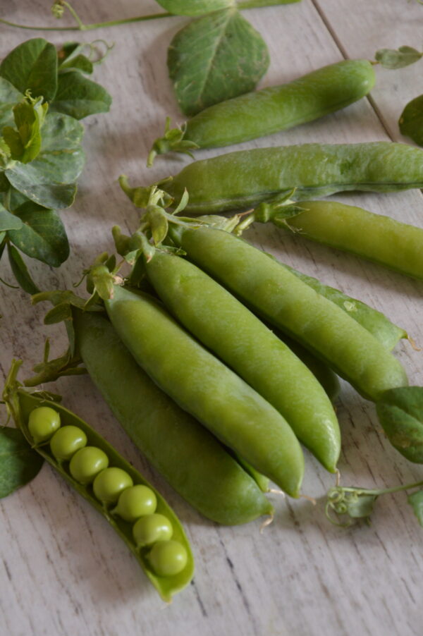 Pea Kelvedon Wonder Early And Main Crop - Image 2