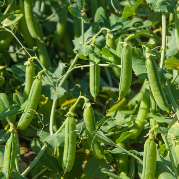 Pea Onward Early And Main Crop - Image 2