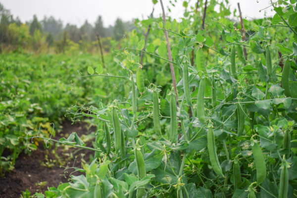 Pea Petite Pois Petit Provencal