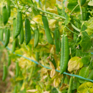 Organic Pea Rondo