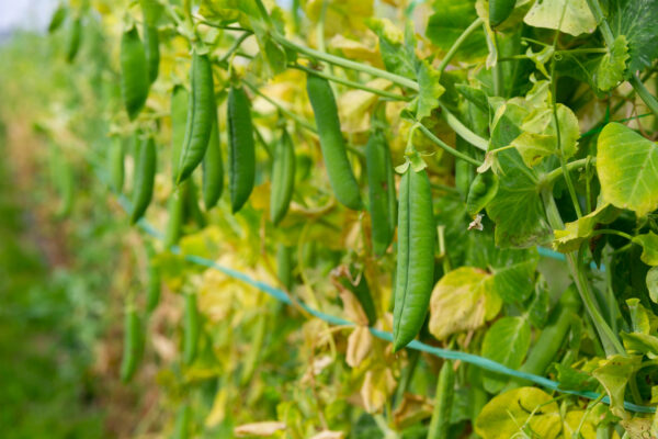 Pea Rondo - Image 2