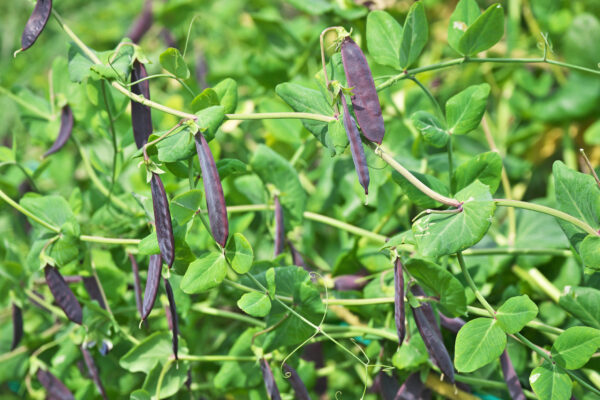 Pea Purple Mangetout Snow Pea Shiraz - Image 2