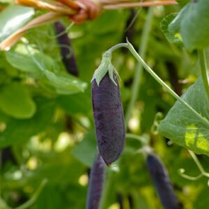 Pea Purple Mangetout Snow Pea Shiraz