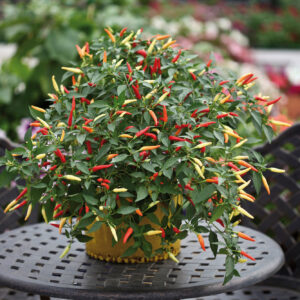 Hot Chilli Pepper Basket of Fire F1