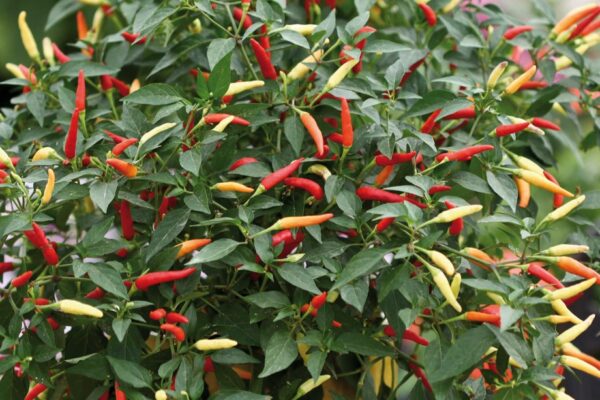 Hot Chilli Pepper Basket of Fire F1 - Image 2